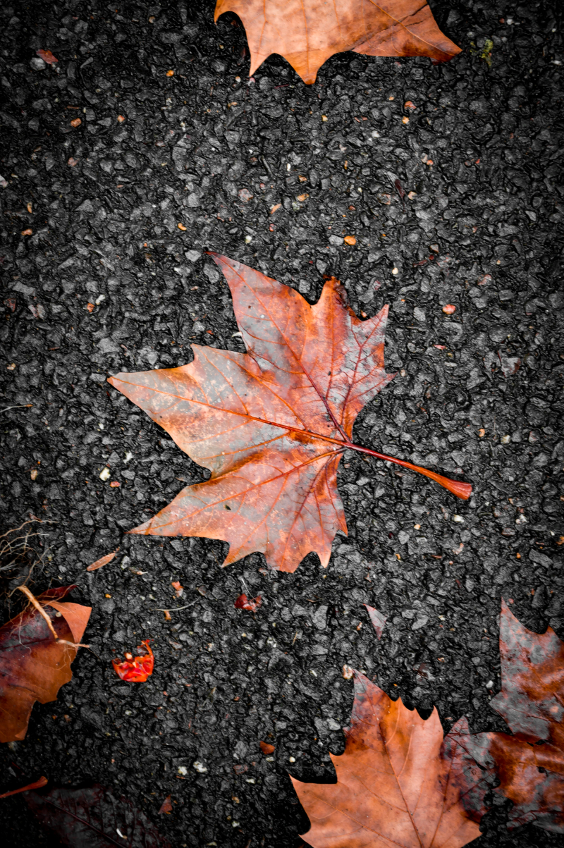 Photograph titled: leaves