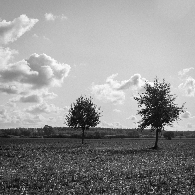Photograph titled: lone trees in the field