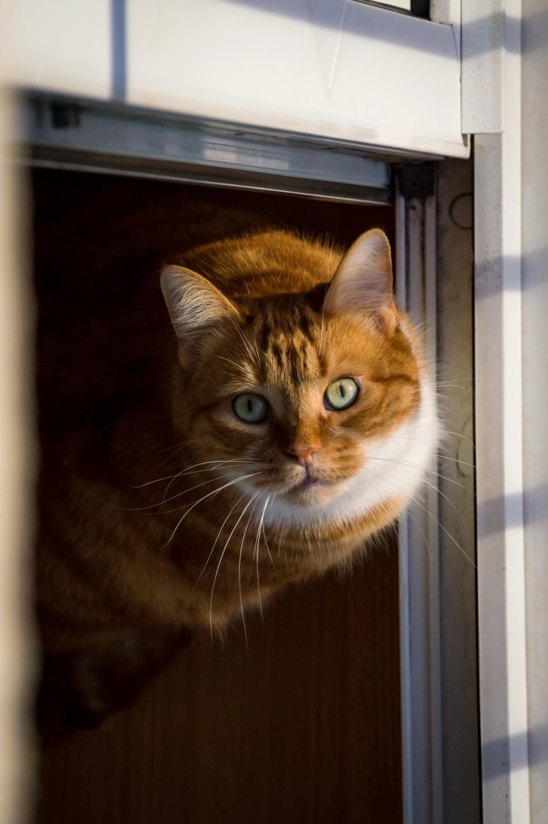 Photograph titled: orange cat
